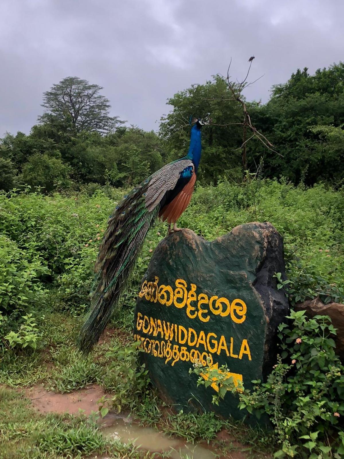 Отель Wild Safari Clay House Удавалаве Экстерьер фото